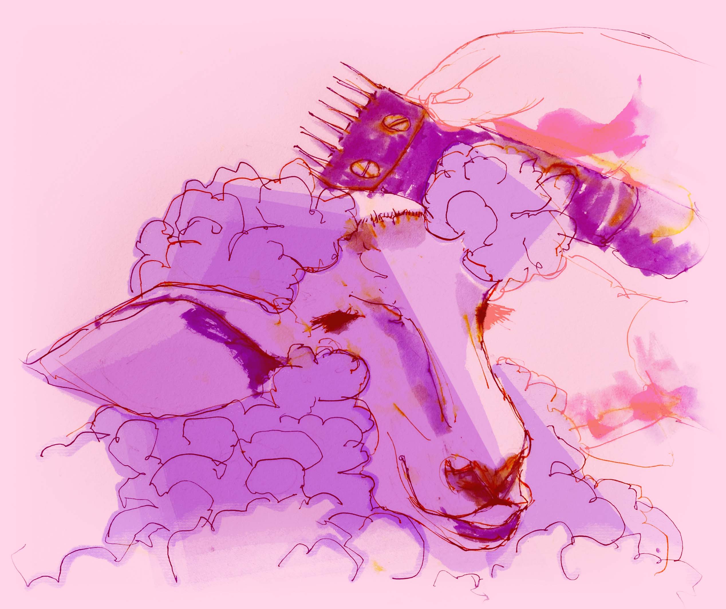 illustration of a sheep being sheared. background is pink and the sheep is purple.